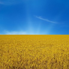 ТОП-25 сайтов Украины